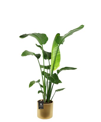 Starliçe-Cennet Kuşu-Strelitzia Nicolai 100 cm